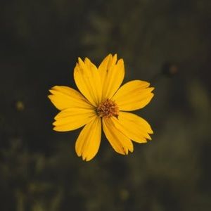 Meet your Posher, Skylar